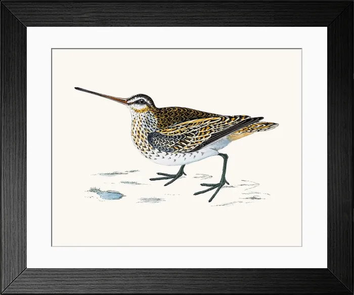Framed Print : Snipe bird Framed Print : Snipe bird
