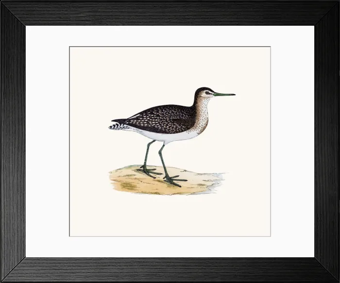 Framed Print : Wood sandpiper wader shorebird Framed Print : Wood sandpiper wader shorebird
