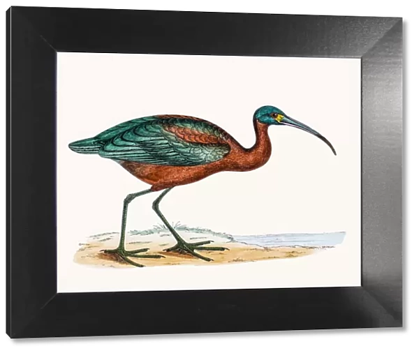 Ibis bird. A photograph of an original hand-colored engraving