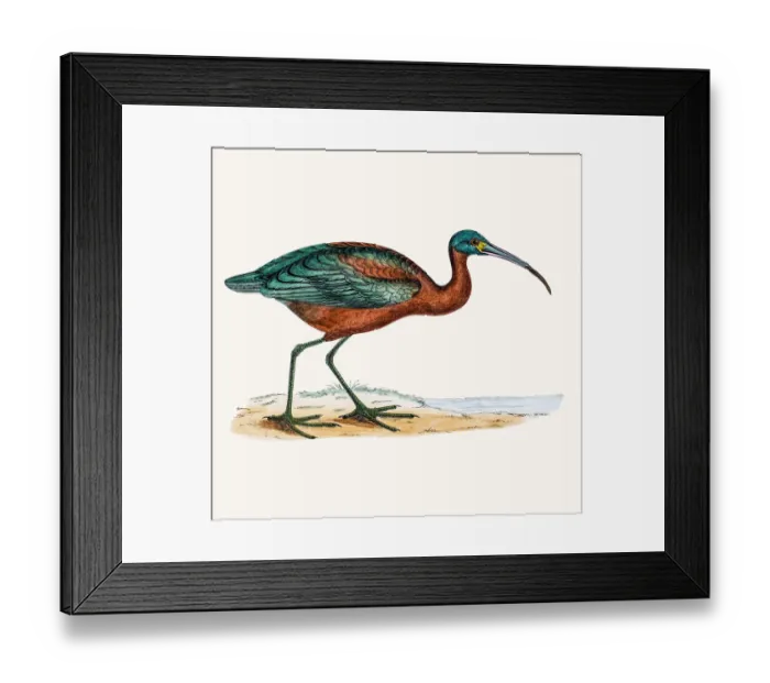 Framed Print : Ibis bird. A photograph of an original hand-colored engraving Framed Print : Ibis bird. A photograph of an original hand-colored engraving