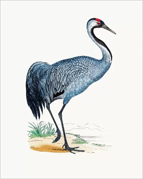Crane bird