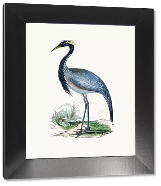 Numidian Crane bird
