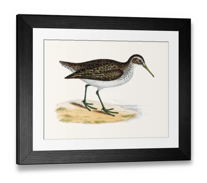 Framed Print : Sandpiper wader shorebird Framed Print : Sandpiper wader shorebird