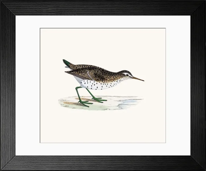Framed Print : Spotted sandpiper wader shorebird Framed Print : Spotted sandpiper wader shorebird