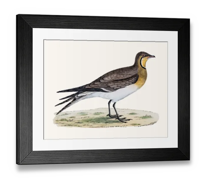 Framed Print : Pratincole bird Framed Print : Pratincole bird