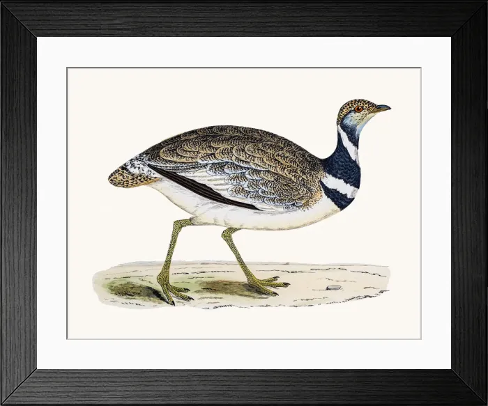 Framed Print : Little Bustard bird Framed Print : Little Bustard bird