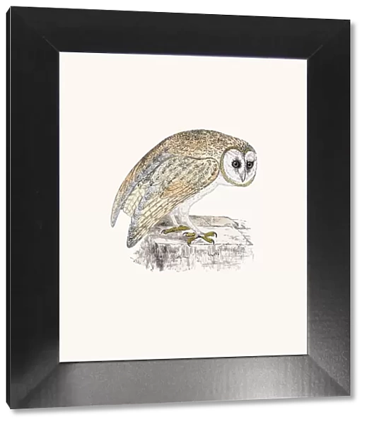 White Owl. A photograph of an original hand-colored engraving