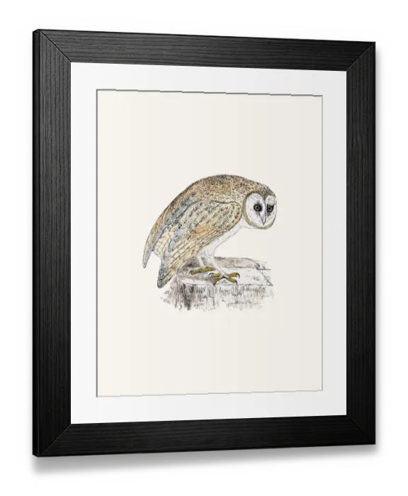 Framed Print : White Owl. A photograph of an original hand-colored engraving Framed Print : White Owl. A photograph of an original hand-colored engraving