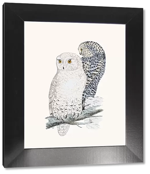 Snowy Owl. A photograph of an original hand-colored engraving