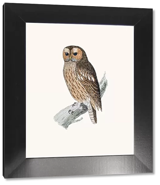 Tawny owl bird