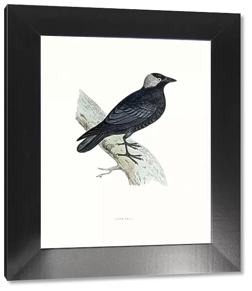 Jackdaw. A photograph of an original hand-colored engraving