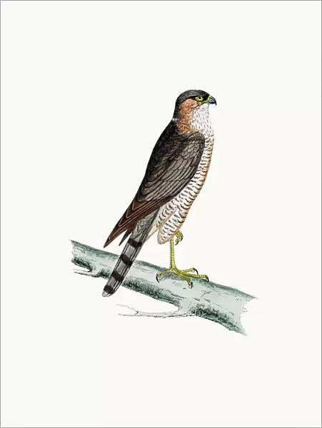 Sparrow Hawk bird of prey