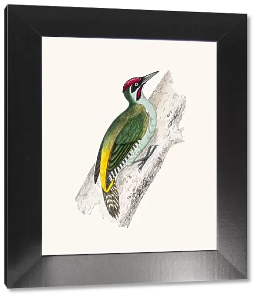 Green woodpecker bird