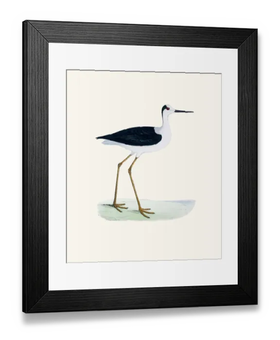 Framed Print : Stilt bird 19 century illustration Framed Print : Stilt bird 19 century illustration