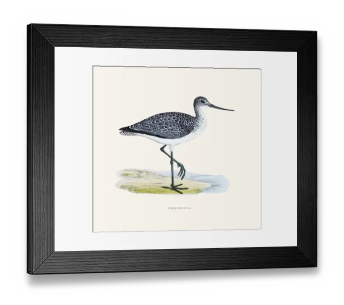 Framed Print : Greenshank bird 19 century illustration Framed Print : Greenshank bird 19 century illustration