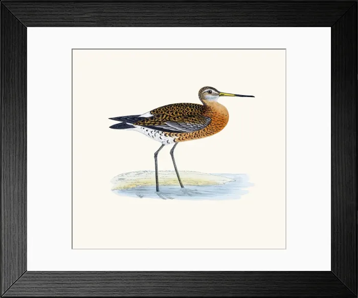 Framed Print : Black-tailed godwit bird 19 century illustration Framed Print : Black-tailed godwit bird 19 century illustration