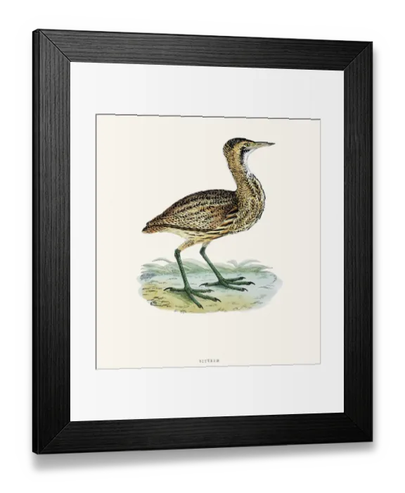 Framed Print : Bittern bird 19 century illustration Framed Print : Bittern bird 19 century illustration