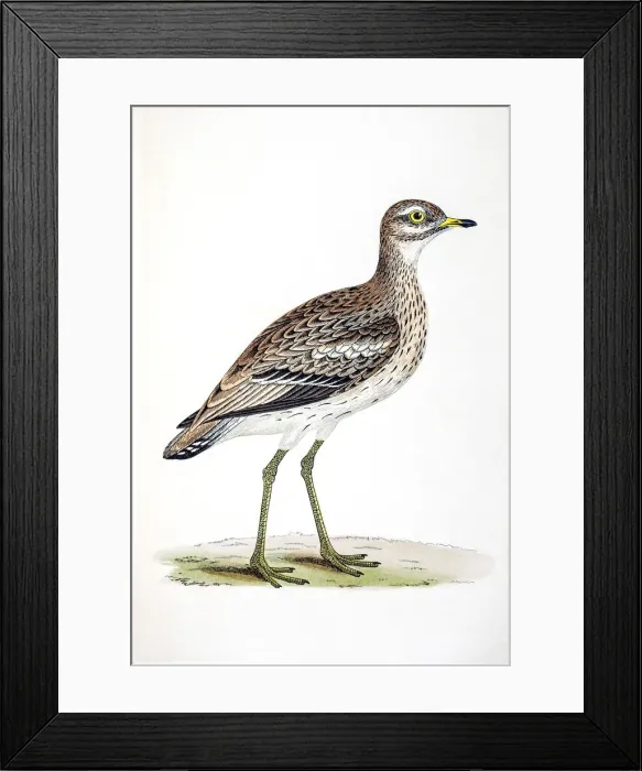 Framed Print : Plover bird 19 century illustration Framed Print : Plover bird 19 century illustration