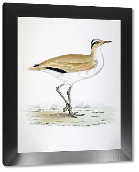 Courser bird 19 century illustration