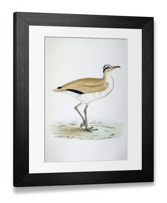 Framed Print : Courser bird 19 century illustration Framed Print : Courser bird 19 century illustration