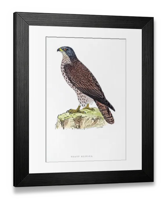 Framed Print : Buzzard bird 19 century illustration