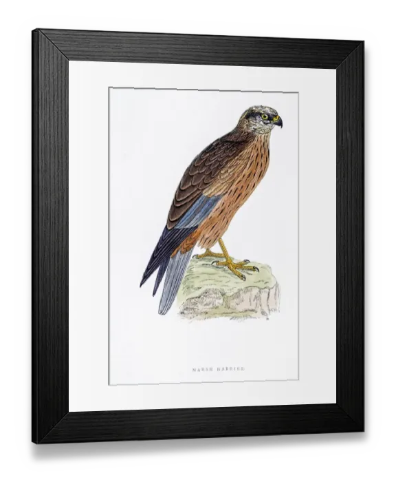 Framed Print : Harrier bird 19 century illustration Framed Print : Harrier bird 19 century illustration