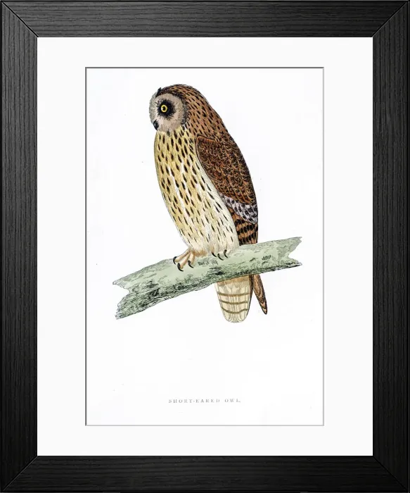 Framed Print : Owl bird 19 century illustration Framed Print : Owl bird 19 century illustration