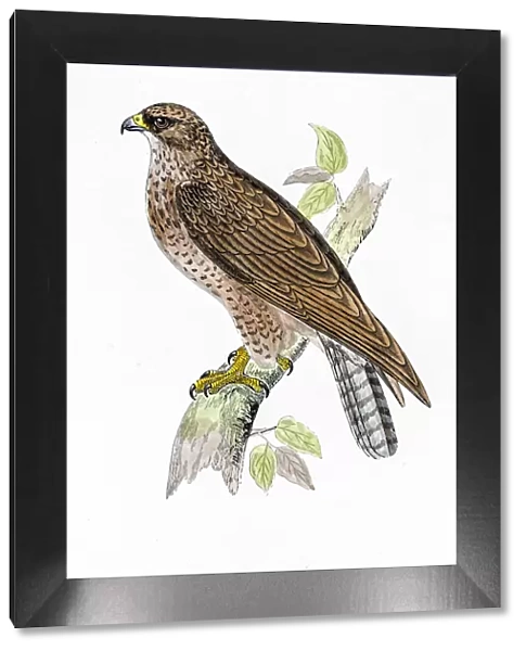 Buzzard bird 19 century illustration