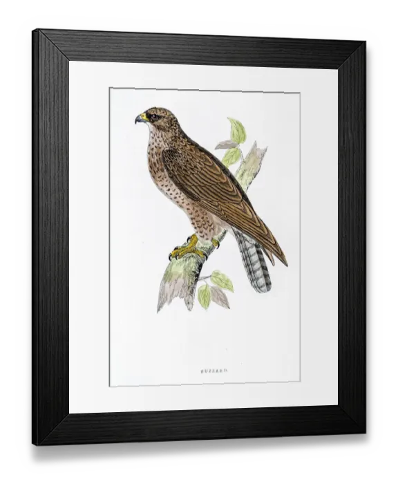 Framed Print : Buzzard bird 19 century illustration