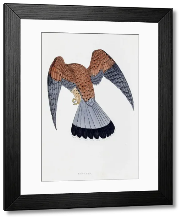 Framed Print : Kestrel falcon bird 19 century illustration Framed Print : Kestrel falcon bird 19 century illustration