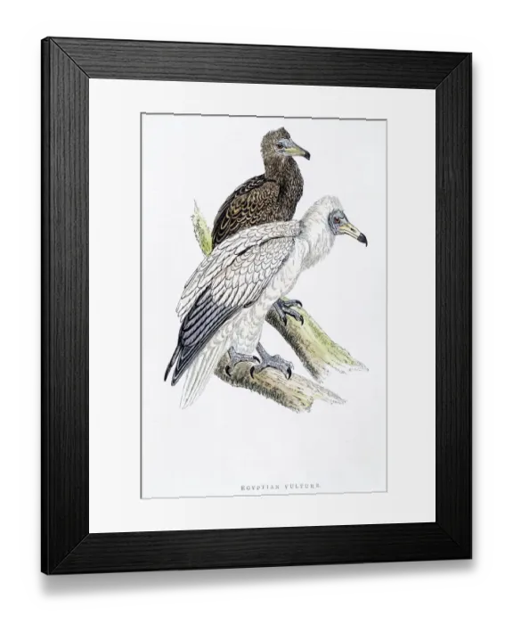 Framed Print : Egyptian vulture bird 19 century illustration Framed Print : Egyptian vulture bird 19 century illustration