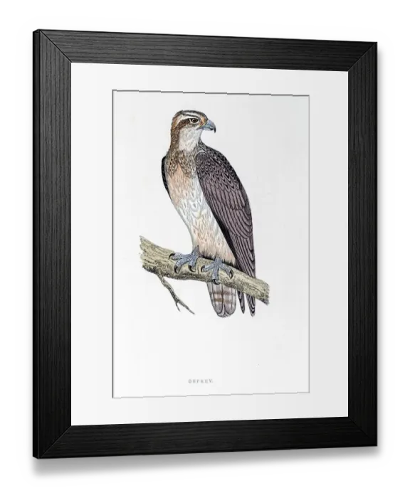 Framed Print : Osprey bird 19 century illustration