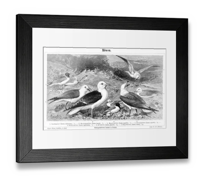 Framed Print : Seagulls engraving 1897 Framed Print : Seagulls engraving 1897