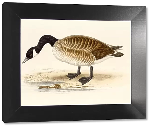 Canadian goose or Cravat goose, 19 century science illustration