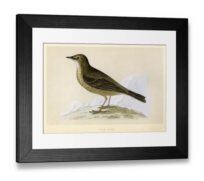 Framed Print : Birds - Eurasian rock pipit - Anthus petrosus Framed Print : Birds - Eurasian rock pipit - Anthus petrosus
