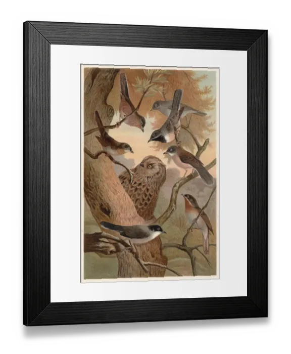 Framed Print : Southern European warblers, lithograph, published in 1882 Framed Print : Southern European warblers, lithograph, published in 1882
