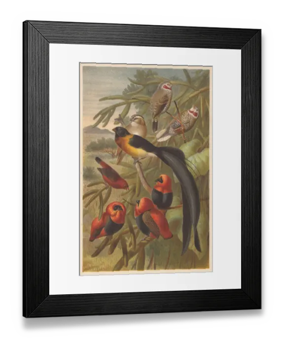 Framed Print : Weavers (Ploceidae), lithograph, published in 1882 Framed Print : Weavers (Ploceidae), lithograph, published in 1882