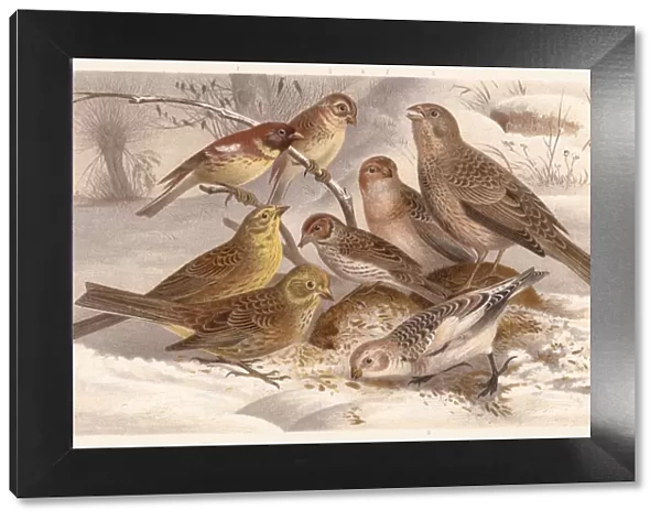 Buntings (Emberizidae), lithograph, published in 1882