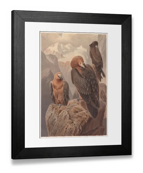 Framed Print : Bearded vultures (Gypaetus barbatus), lithograph, published in 1882 Framed Print : Bearded vultures (Gypaetus barbatus), lithograph, published in 1882