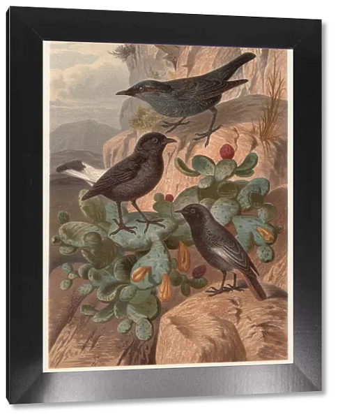 Flycatchers (Muscicapidae), published in 1882