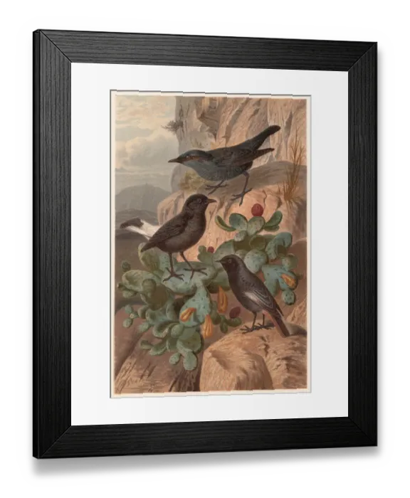 Framed Print : Flycatchers (Muscicapidae), published in 1882 Framed Print : Flycatchers (Muscicapidae), published in 1882