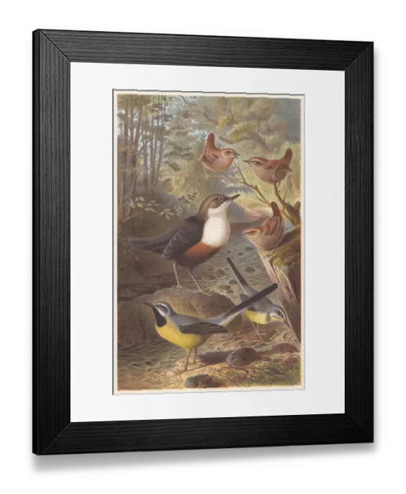 Framed Print : Passerine birds, lithograph, published in 1882 Framed Print : Passerine birds, lithograph, published in 1882