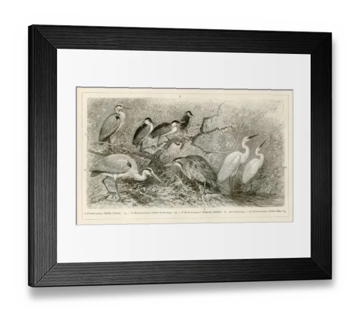 Framed Print : Shorebirds engraving 1896 Framed Print : Shorebirds engraving 1896