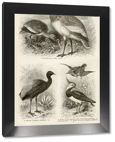 Shorebirds engraving 1896