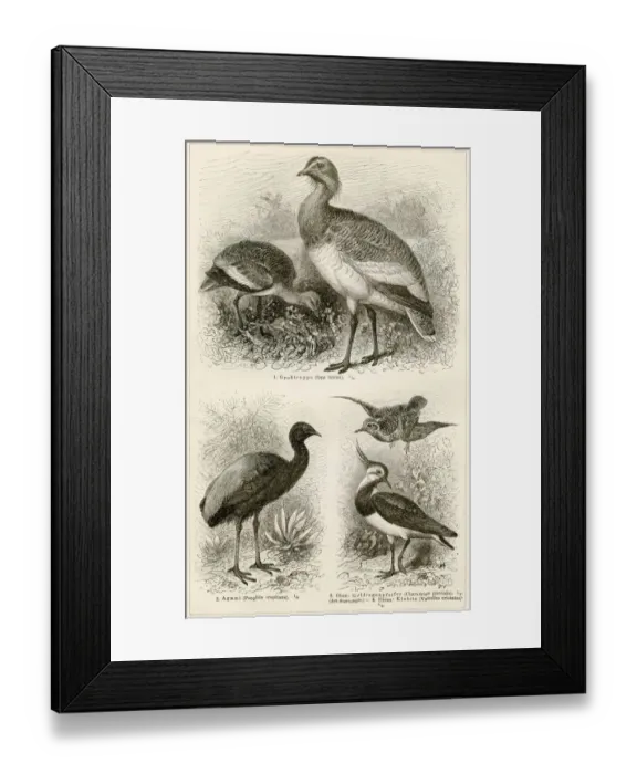 Framed Print : Shorebirds engraving 1896 Framed Print : Shorebirds engraving 1896