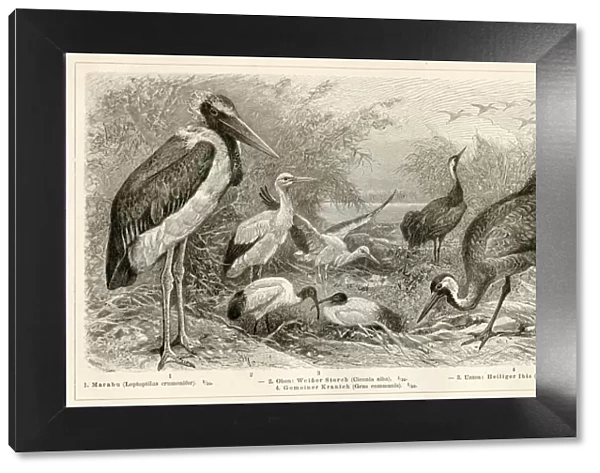 Shorebirds engraving 1896