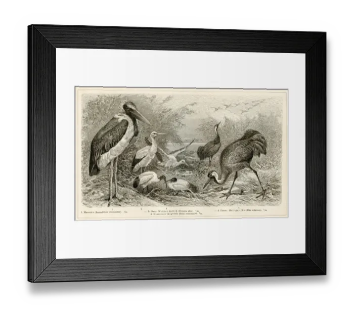 Framed Print : Shorebirds engraving 1896 Framed Print : Shorebirds engraving 1896