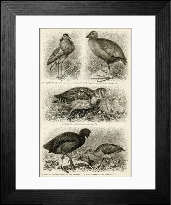 Framed Print : Shorebirds engraving 1896 Framed Print : Shorebirds engraving 1896