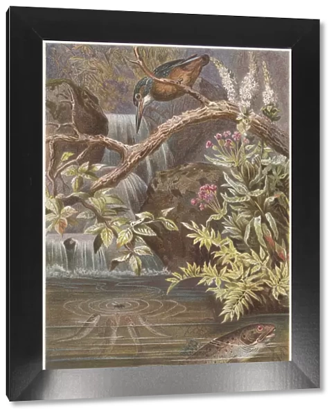 Brown trout and Kingfisher, lithograph, published in 1884