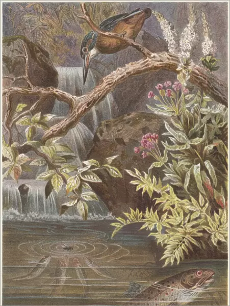 Brown trout and Kingfisher, lithograph, published in 1884